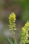 Indian sweetclover